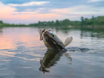 Walleye Season Change on the Lower Saginaw River in Bay and Saginaw Counties Starting January 1st, 2023